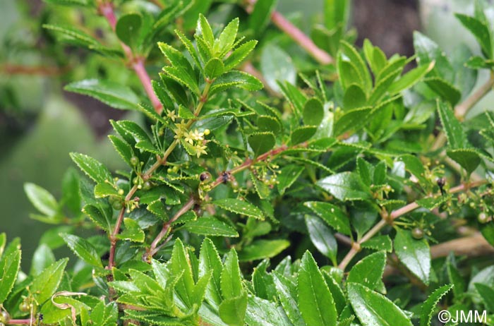 Rubia fruticosa