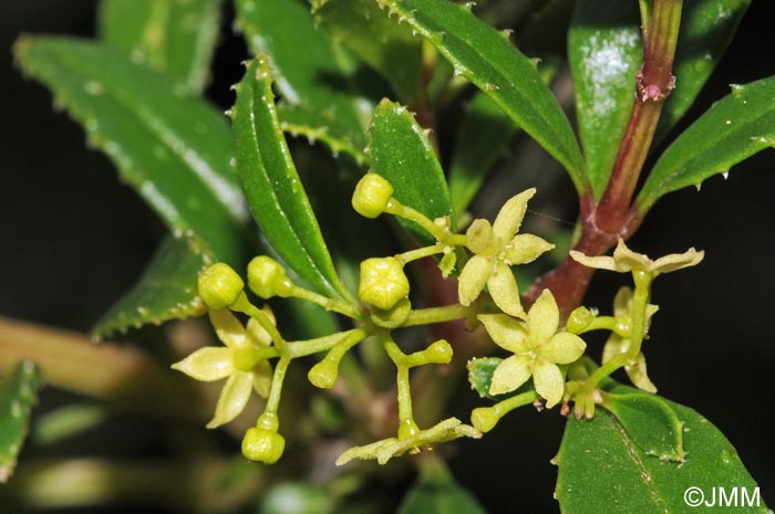 Rubia fruticosa