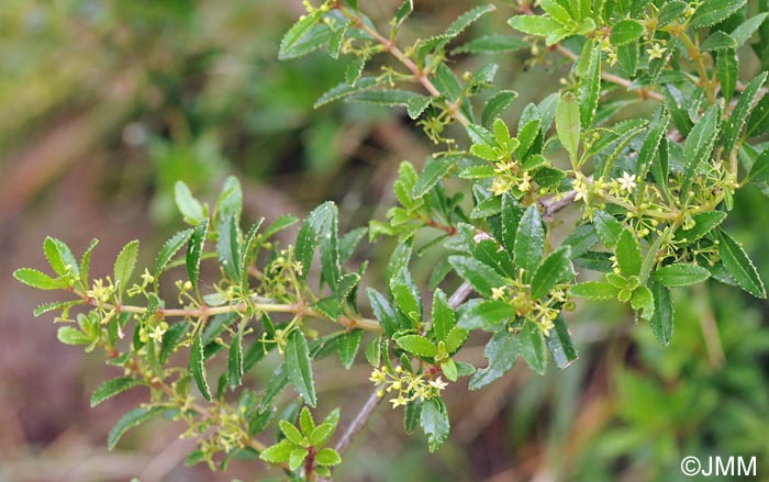 Rubia fruticosa