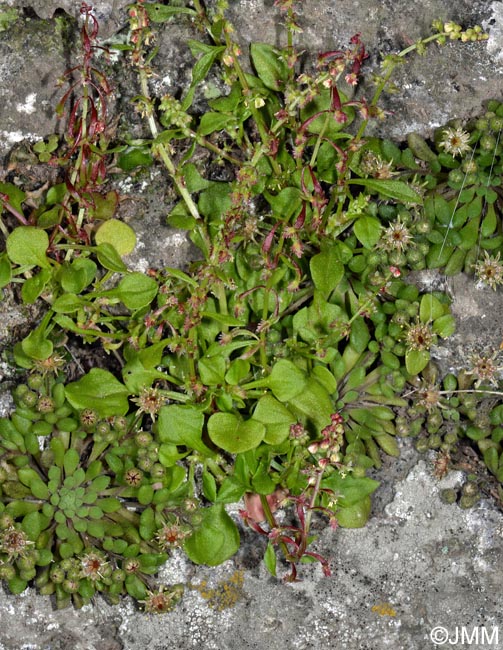 Rumex bucephalophorus subsp. canariensis