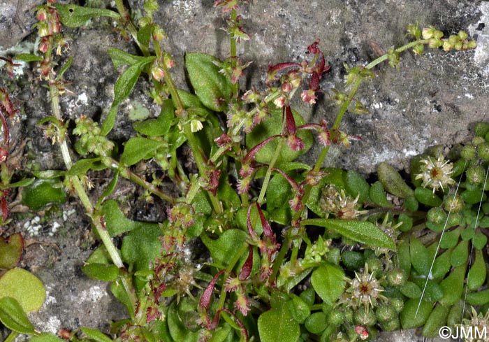 Rumex bucephalophorus subsp. canariensis