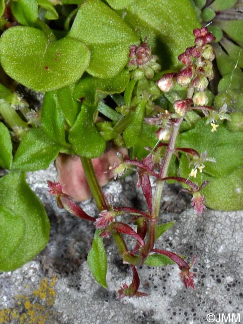 Rumex bucephalophorus subsp. canariensis