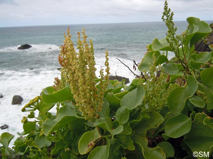 Rumex lunaria