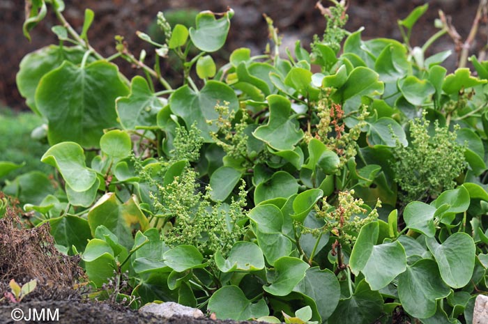 Rumex lunaria