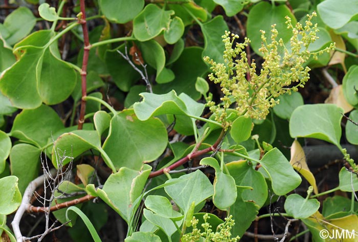 Rumex lunaria