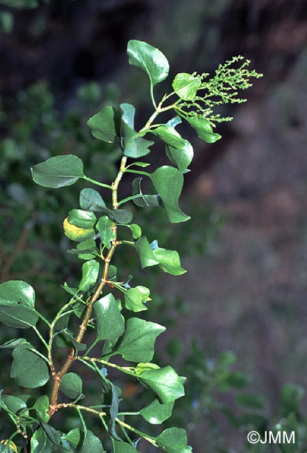 Rumex lunaria