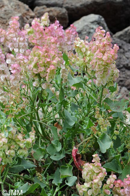 Rumex vesicarius