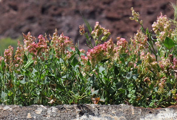 Rumex vesicarius