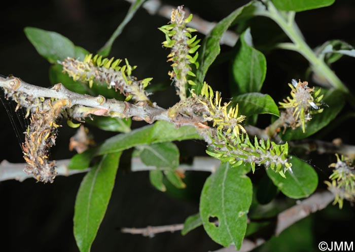 Salix canariensis