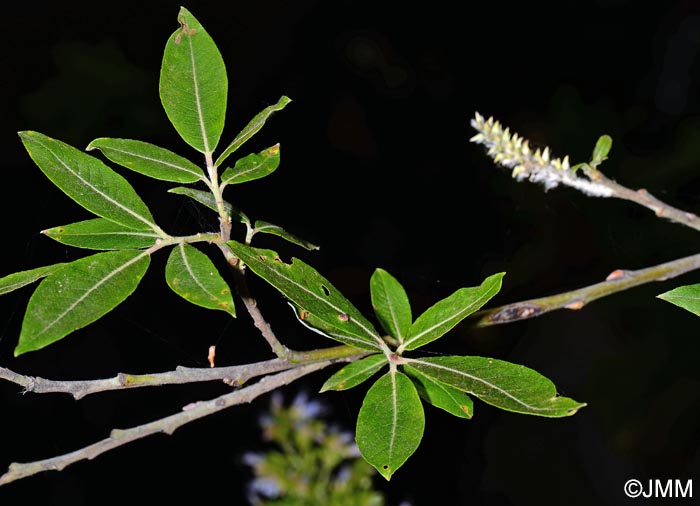 Salix canariensis