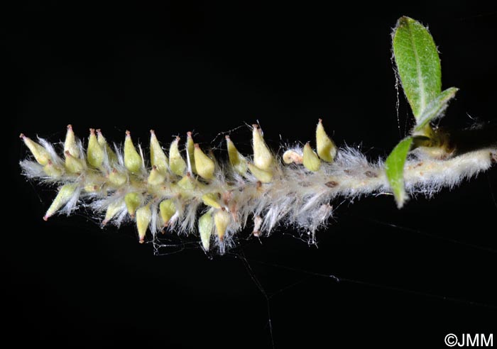 Salix canariensis