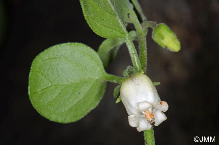 Salpichroa origanifolia