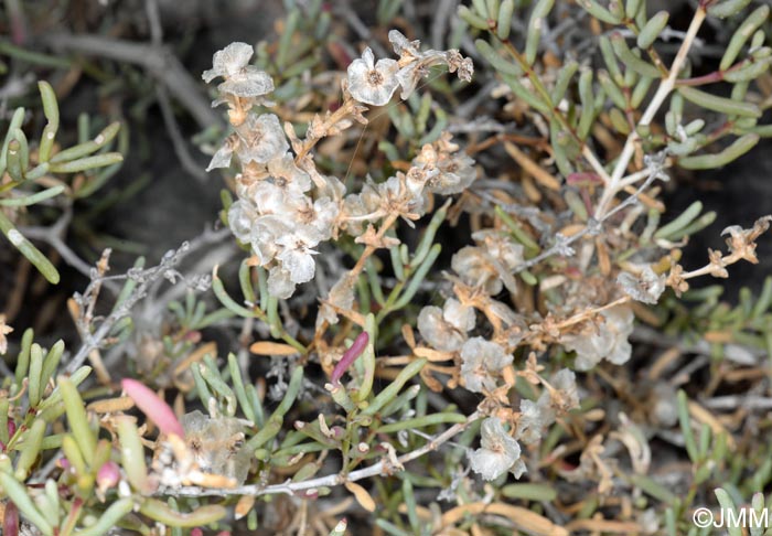 Salsola divaricata