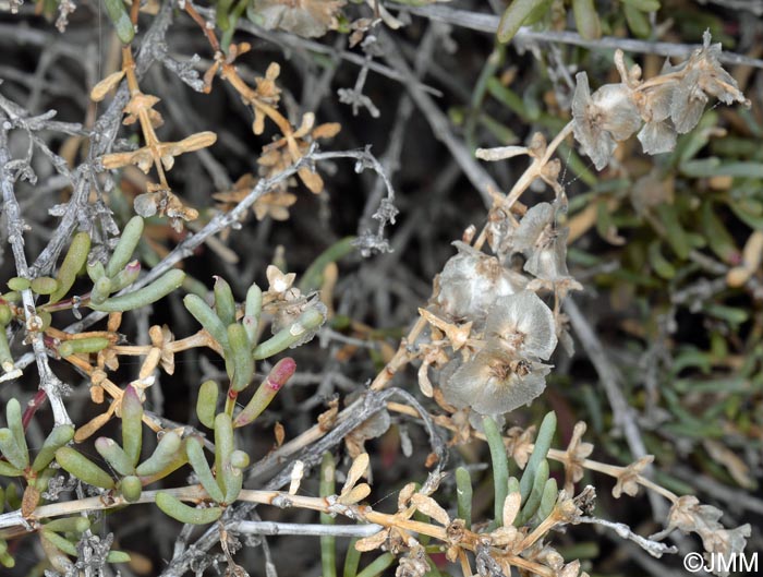 Salsola divaricata