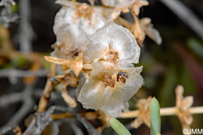 Salsola divaricata