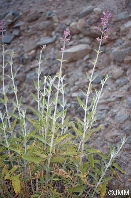 Salvia canariensis