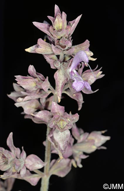 Salvia canariensis