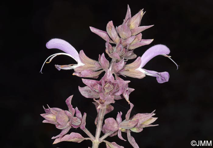 Salvia canariensis