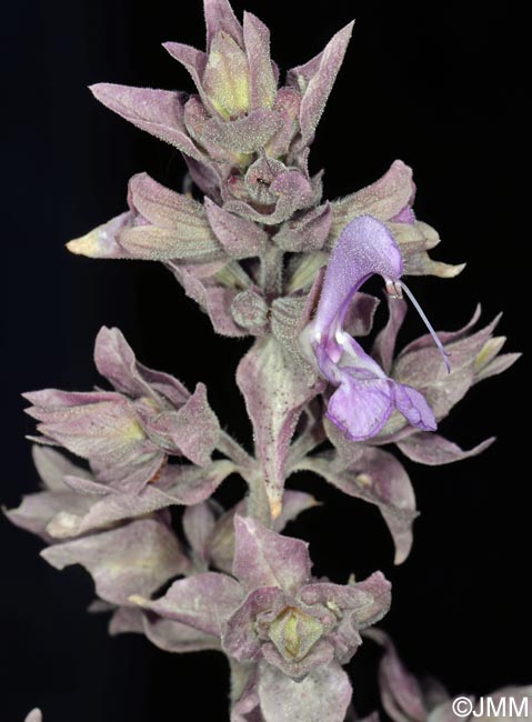 Salvia canariensis