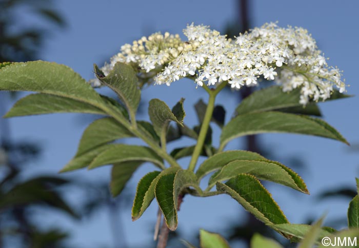 Sambucus palmensis