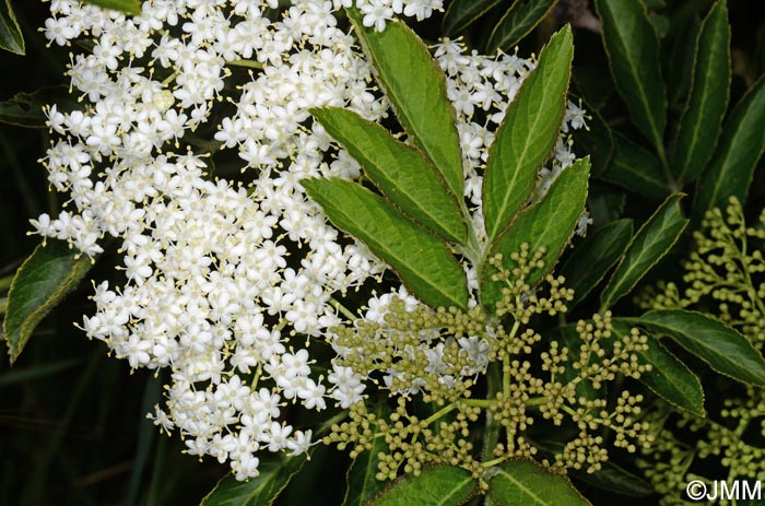 Sambucus palmensis