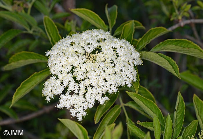 Sambucus palmensis