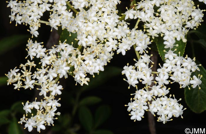 Sambucus palmensis