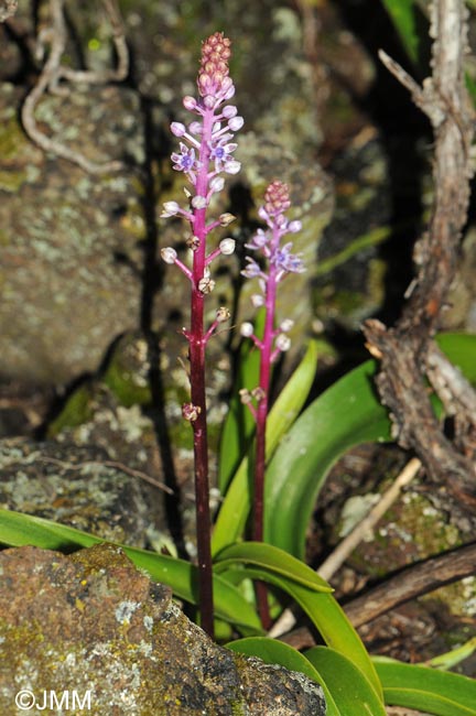 Autono dasyantha = Scilla dasyantha