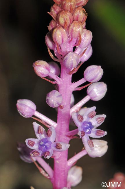 Autono dasyantha = Scilla dasyantha