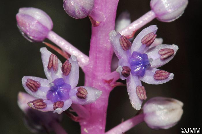 Autono dasyantha = Scilla dasyantha