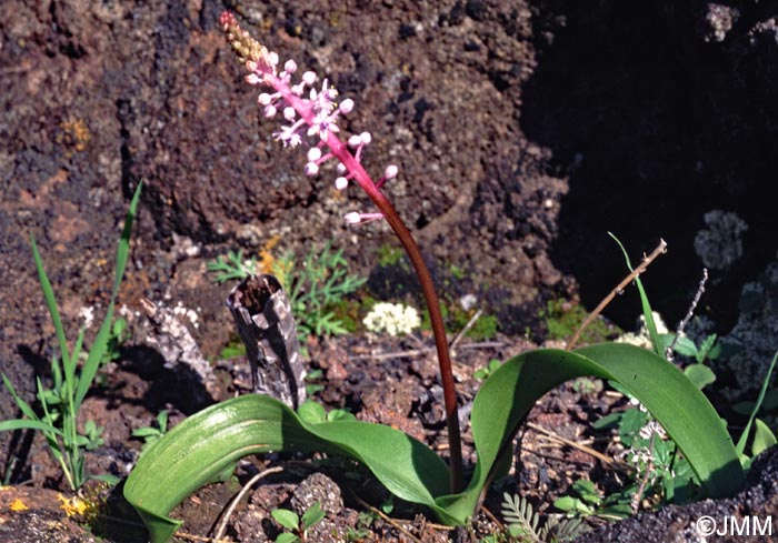 Autono dasyantha = Scilla dasyantha