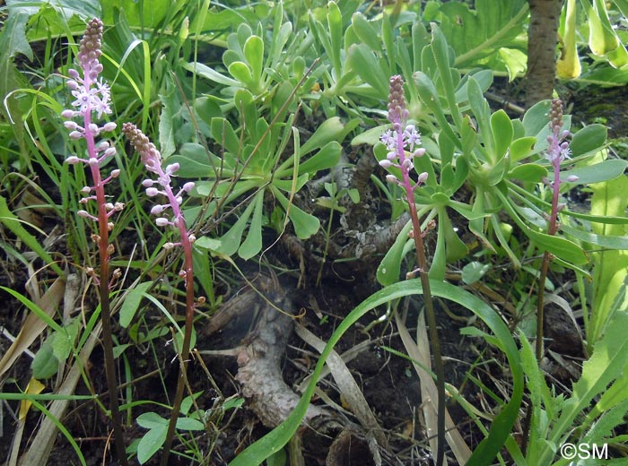 Autono haemorrhoidalis = Scilla haemorrhoidalis