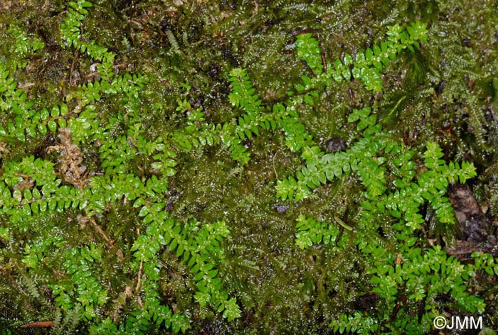 Selaginella denticulata