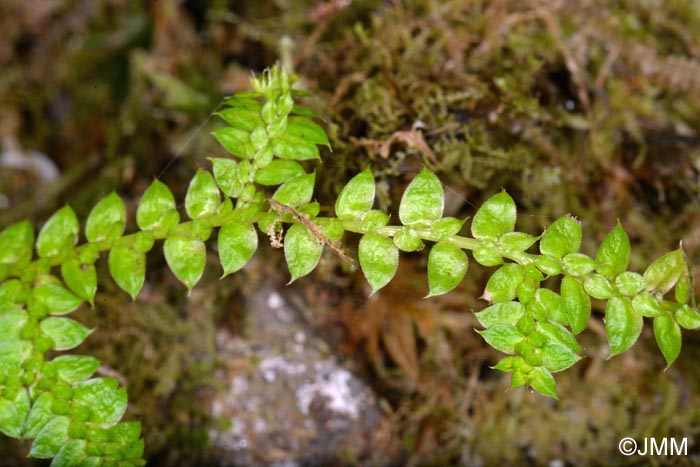 Selaginella denticulata