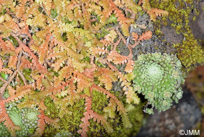 Selaginella denticulata & Monanthes pallens