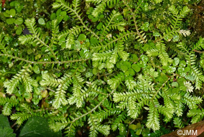 Selaginella kraussiana