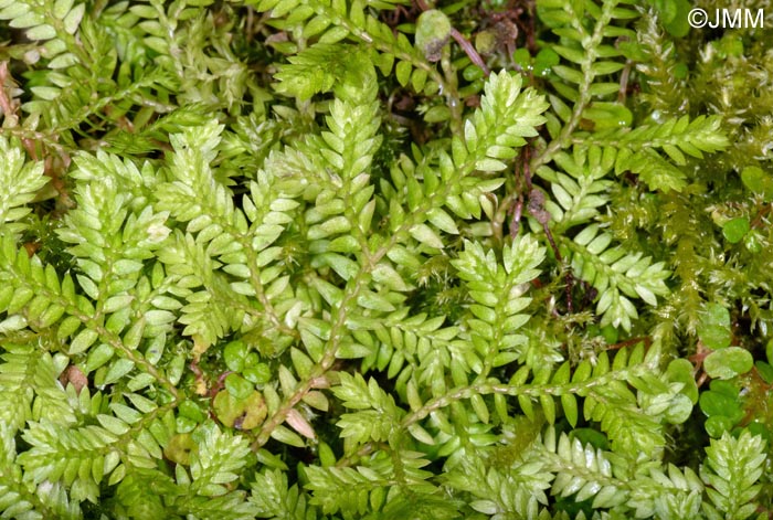 Selaginella kraussiana