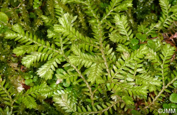 Selaginella kraussiana