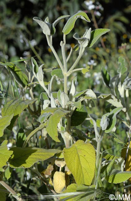 Sideritis discolor