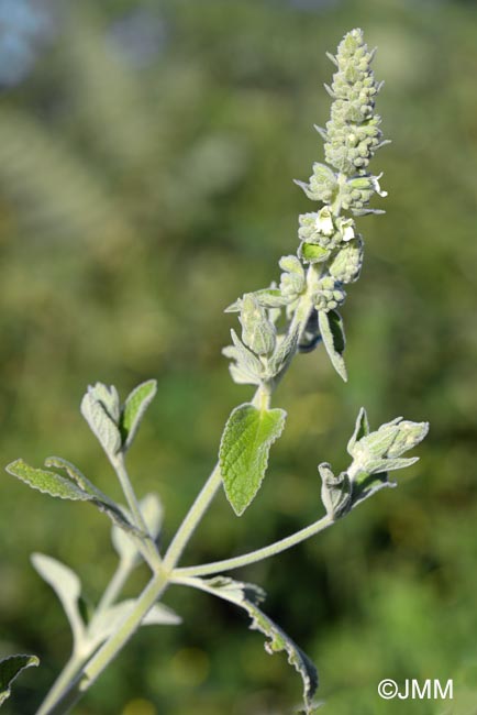 Sideritis discolor