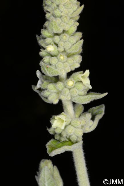 Sideritis discolor