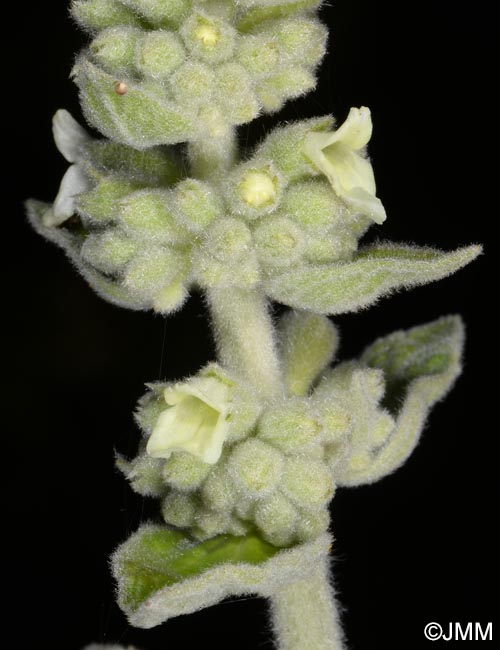 Sideritis discolor