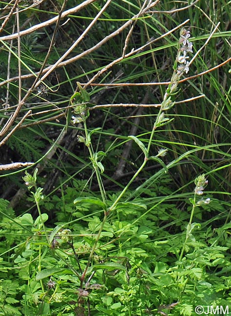 Silene gallica = Silene anglica = Silene gallica var. quinquevulnera