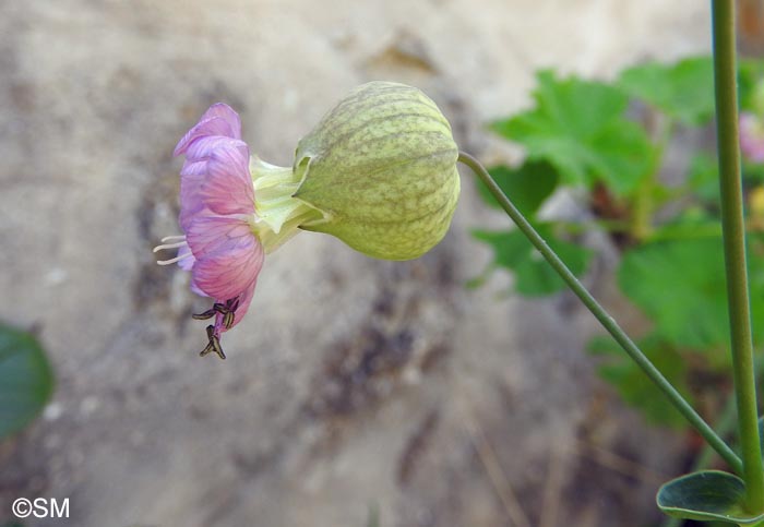 Silene vulgaris subsp. commutata