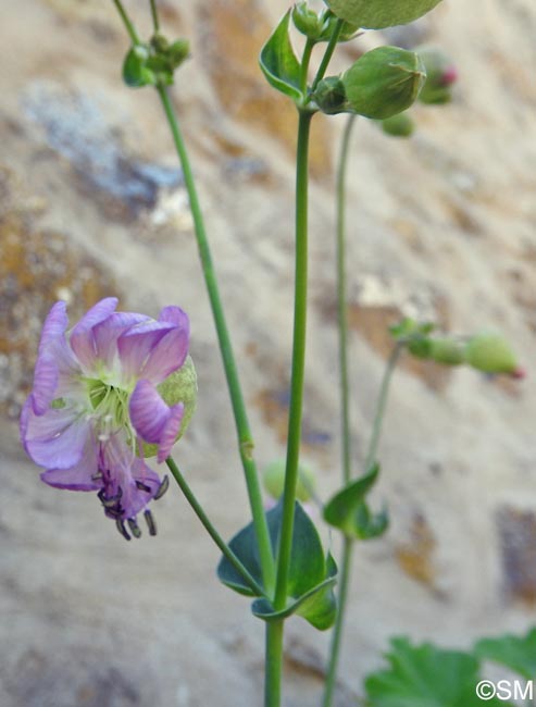 Silene vulgaris subsp. commutata