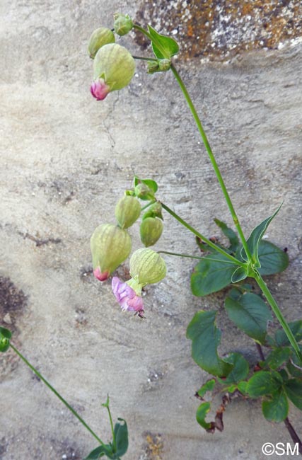 Silene vulgaris subsp. commutata