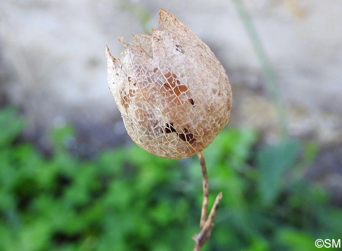 Silene vulgaris subsp. commutata