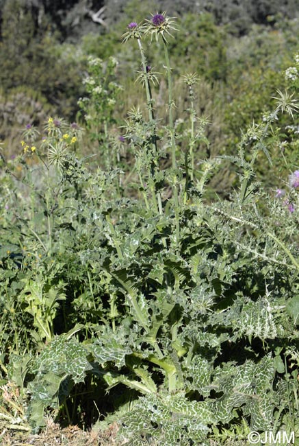 Silybum marianum