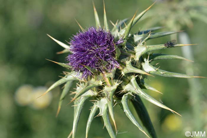 Silybum marianum