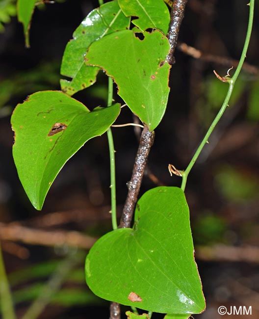 Smilax canariensis